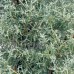 Carolina Sapphire Cypress, Fast Growing Evergreen tree   555103278